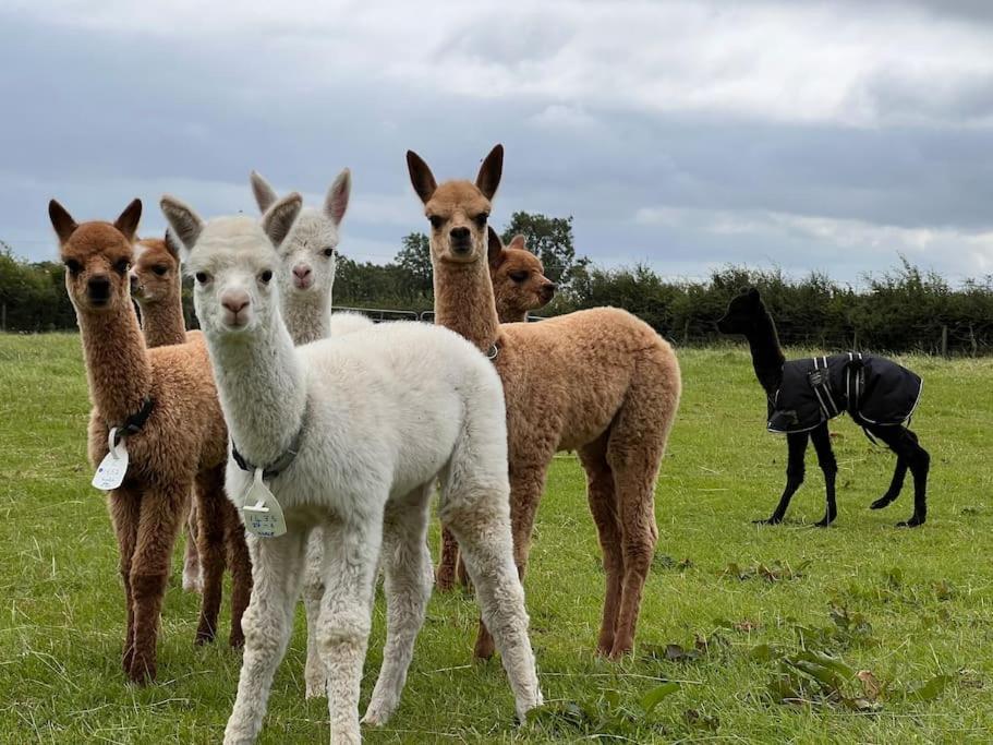 The Alpaca Farmhouse With Hot Tub And Alpaca Experience Included Dromara Exterior photo