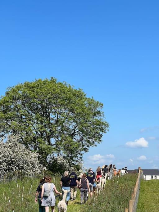 The Alpaca Farmhouse With Hot Tub And Alpaca Experience Included Dromara Exterior photo
