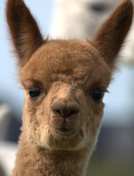 The Alpaca Farmhouse With Hot Tub And Alpaca Experience Included Dromara Exterior photo
