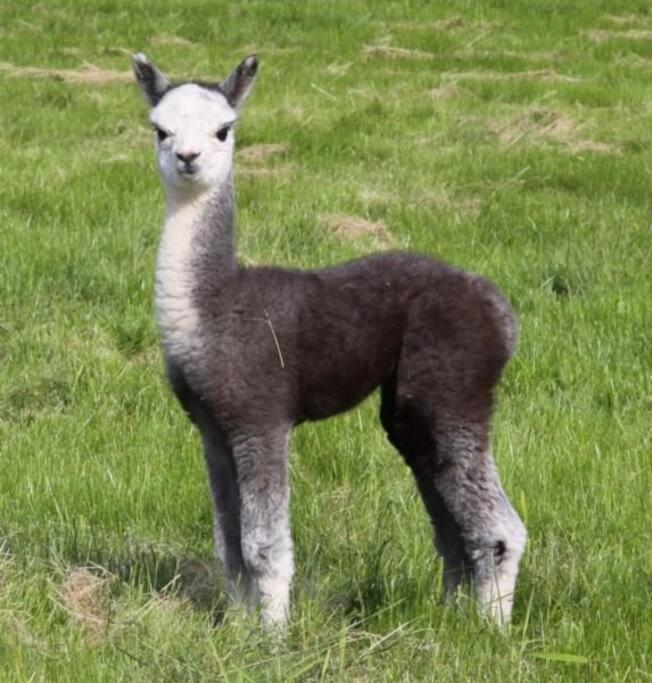 The Alpaca Farmhouse With Hot Tub And Alpaca Experience Included Dromara Exterior photo
