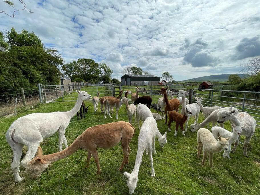 The Alpaca Farmhouse With Hot Tub And Alpaca Experience Included Dromara Exterior photo
