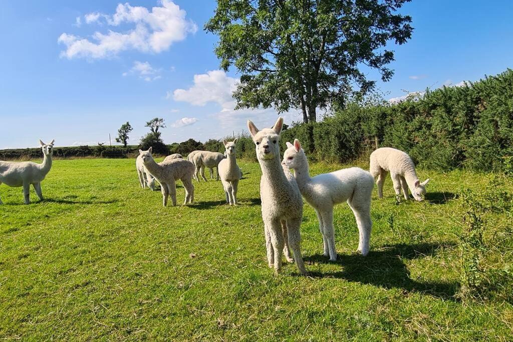 The Alpaca Farmhouse With Hot Tub And Alpaca Experience Included Dromara Exterior photo